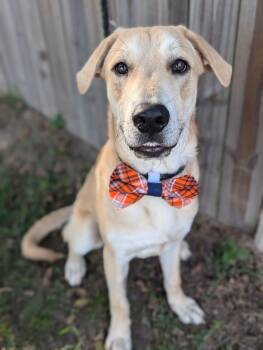 Rescue Mixed Breed Dogs for Adoption in Tacoma, Washington - Graham Cracker | PetCurious