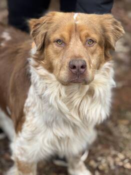Spaniel Dogs Available for Adoption - Chester | PetCurious