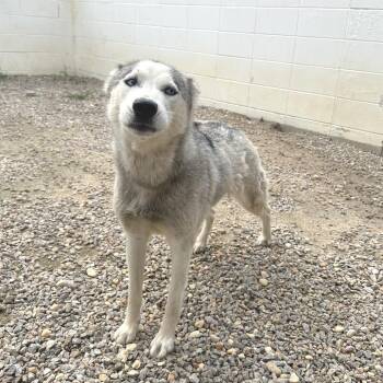 Hazelnut 9664 -  Husky Dog for Adoption in Loxahatchee Groves, Florida - Hazelnut 9664 | PetCurious