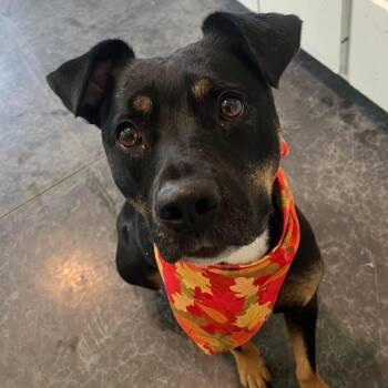 Baby Girl -  Mixed Breed Dog for Adoption in Harrodsburg, Kentucky - Baby Girl | PetCurious
