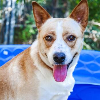 Loretta -  Cattle Dog Dog for Adoption in Mansfield, Texas - Loretta | PetCurious