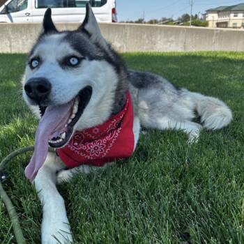 Rescue Siberian Husky Dogs for Adoption in Carbondale, Colorado - A Gentle Giant | PetCurious