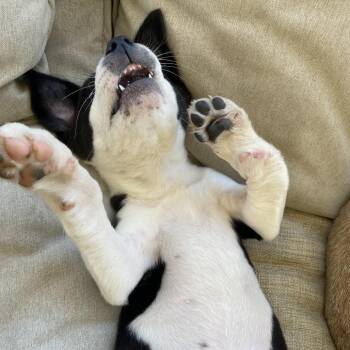 Asia -  Border Collie and Terrier Dog for Adoption in Escondido, California - Asia | PetCurious