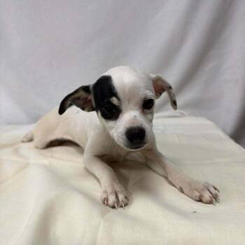 Chihuahua Dogs Available for Adoption - Bao | PetCurious