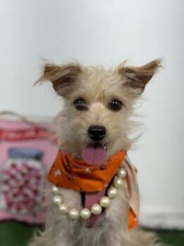 Adora-One of our Amazing Rescue Dogs -  Yorkshire Terrier and Schnauzer Dog for Adoption in Carlsbad, California - Adora-One Of Our Amazing Rescue Dogs | PetCurious