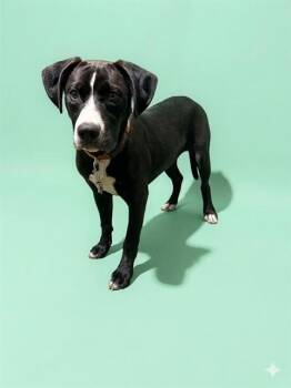 Mixed Breed Dogs Available for Adoption in Jacksonville, Florida - KEATON | PetCurious