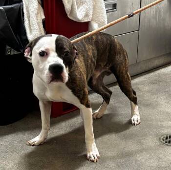 RYE -  Pit Bull Terrier Dog for Adoption - RYE | PetCurious