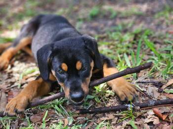 Georgie -  Labrador Retriever Dog for Adoption in Clearwater, Florida - Georgie | PetCurious