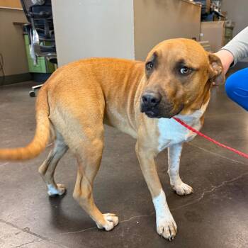 Boxer and Mixed Breed Dogs Available for Adoption - Marshall | PetCurious