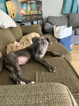 Mixed Breed Dogs Available for Adoption in Kenosha, Wisconsin - Russell | PetCurious