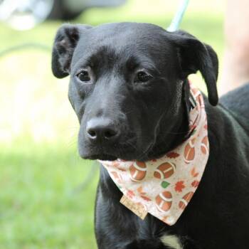 Enola -  Catahoula Leopard Dog and Labrador Retriever Dog for Adoption in Columbia, South Carolina - Enola | PetCurious