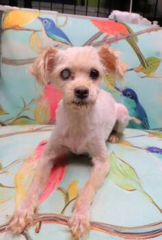 Princess -  Poodle Dog for Adoption in Chicago, Illinois - Princess | PetCurious