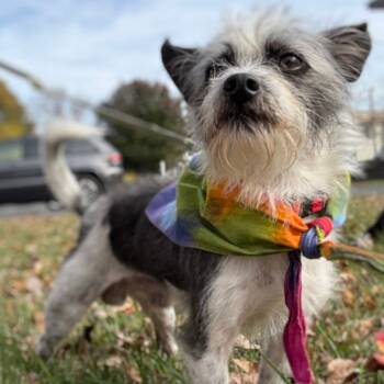 Rescue Mixed Breed Dogs for Adoption in Fredericksburg, Virginia - Jack Jack | PetCurious