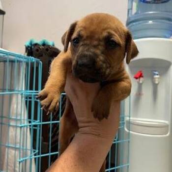 0791-D26 -  Mixed Breed Dog for Adoption in Port Charlotte, Florida - 0791-D26 | PetCurious