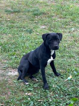Miss Dolly -  Pit Bull Terrier Dog for Adoption in Somerset, Kentucky - Miss Dolly | PetCurious
