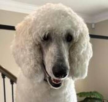 Chloe -  Poodle Dog for Adoption in Paris, Kentucky - Chloe | PetCurious