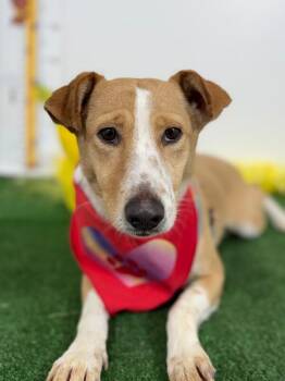 Shepherd and Jack Russell Terrier Dogs Available for Adoption - Hermione | PetCurious