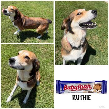 Ruthie -  Mixed Breed Dog Available for Adoption in Spring Hill, Tennessee - Ruthie | PetCurious