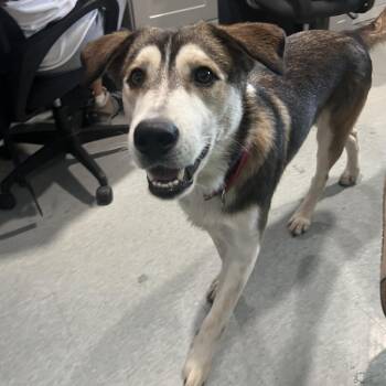 SALAMANDER -  Siberian Husky and Mixed Breed Dog for Adoption in Kyle, Texas - SALAMANDER | PetCurious