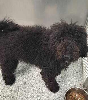 Terrier Dogs Available for Adoption in Athens, Tennessee - Josh | PetCurious