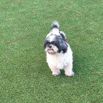 Powder Puff 1217 -  Shih Tzu Dog for Adoption in Loxahatchee Groves, Florida - Powder Puff 1217 | PetCurious