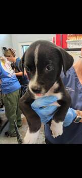 Rescue Labrador Retriever and Pit Bull Terrier Dogs for Adoption in Mobile, Alabama - Megara | PetCurious