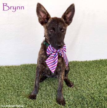 Brynn -  Dutch Shepherd Dog for Adoption in San Diego, California - Brynn | PetCurious