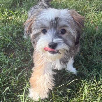 Peanut -  Shih Tzu and Poodle Dog for Adoption in Cincinnati, Ohio - Peanut | PetCurious