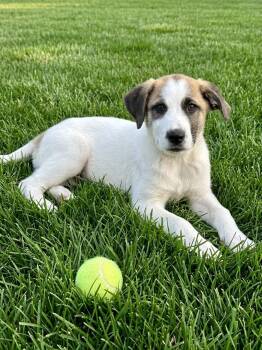 **KANSAS** -  Australian Shepherd and Great Pyrenees Dog for Adoption in North Prairie, Wisconsin - **KANSAS** | PetCurious