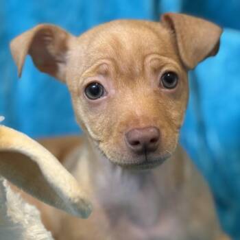 Chihuahua Dogs Available for Adoption - Paco: A Tiny Little Survivor | PetCurious
