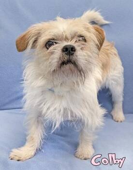 Colby -  Terrier and Mixed Breed Dog for Adoption in Mason, Michigan - Colby | PetCurious