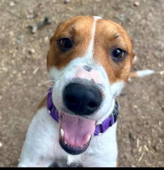 Treeing Walker Coonhound Dogs Available for Adoption in Houston, Texas - Dolce | PetCurious