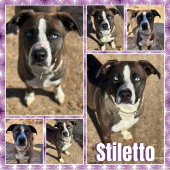 Rescue Pit Bull Terrier Dogs for Adoption in Fort Smith, Arkansas - Stiletto | PetCurious