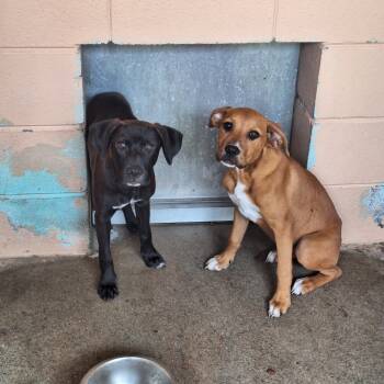 Rescue Hound Dogs for Adoption in Gautier, Mississippi - Gamma | PetCurious