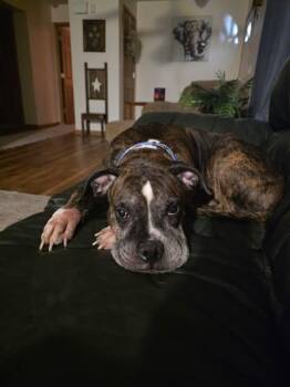 Rescue Boxer Dogs for Adoption in Shinnston, West Virginia - Sophie | PetCurious