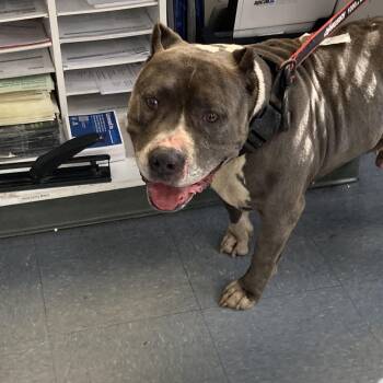 Pit Bull Terrier Dogs Available for Adoption - Lenny | PetCurious