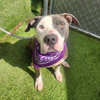 American Staffordshire Terrier Dogs Available for Adoption in Oak Point, Texas - Valor | PetCurious