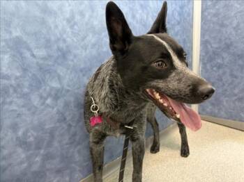 OLLIE -  Australian Cattle Dog Blue Heeler Dog for Adoption in Loveland, Colorado - OLLIE | PetCurious
