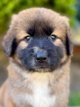 German Shepherd Dog and Mixed Breed Dogs Available for Adoption - Seamus | PetCurious