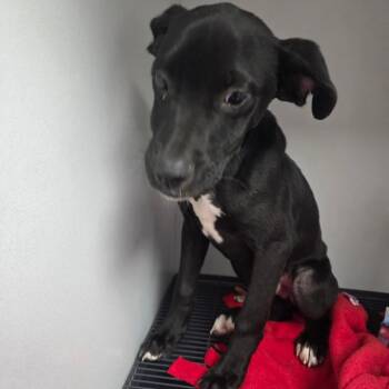 Toby -  Mixed Breed Dog for Adoption in Duncan, Oklahoma - Toby | PetCurious