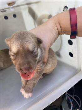 LIL GIRL -  Mixed Breed Dog for Adoption in Dallas, Texas - LIL GIRL | PetCurious