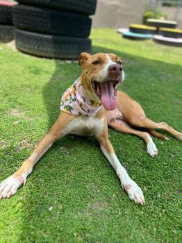 Felicity -  Labrador Retriever Dog for Adoption in North Reading, Massachusetts - Felicity | PetCurious
