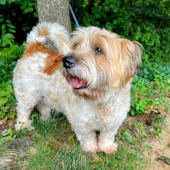 Rescue Wheaten Terrier and Mixed Breed Dogs for Adoption in Lyndhurst, Virginia - Lenny | PetCurious