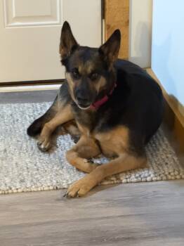 Rescue German Shepherd Dog Dogs for Adoption in Earleville, Maryland - Junie | PetCurious