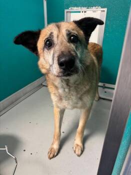 Chow Chow and Mixed Breed Dogs Available for Adoption in Oklahoma City, Oklahoma - CROUTON | PetCurious