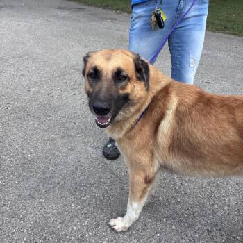 Arnold -  German Shepherd Dog Dog for Adoption in New Castle, Indiana - Arnold | PetCurious