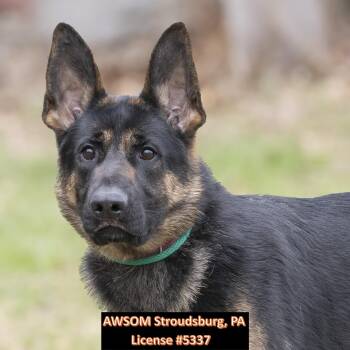 German Shepherd Dog Dogs Available for Adoption - Helga | PetCurious