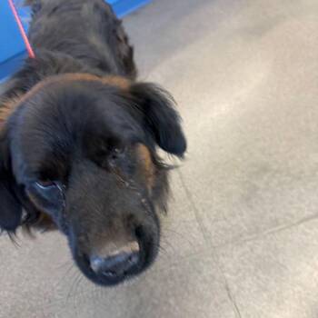 Zephyr -  Shepherd Dog for Adoption in Kingman, Arizona - Zephyr | PetCurious