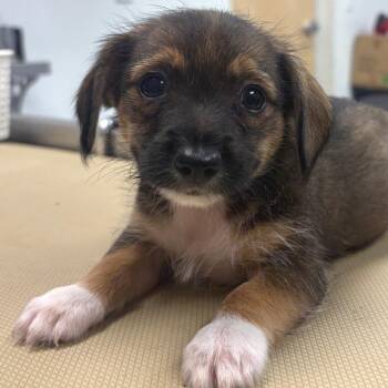 Peppermint Patty -  Mixed Breed Dog for Adoption in Sarasota, Florida - Peppermint Patty | PetCurious