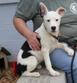 Terrier Dogs Available for Adoption in Marietta, Ohio - Sneezy (Photos 5/2/2026) | PetCurious